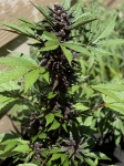 Instagram LSD-25 Auto