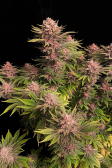 Instagram GG4 Sherbet FF
