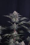 Instagram Mendo Frost Auto™