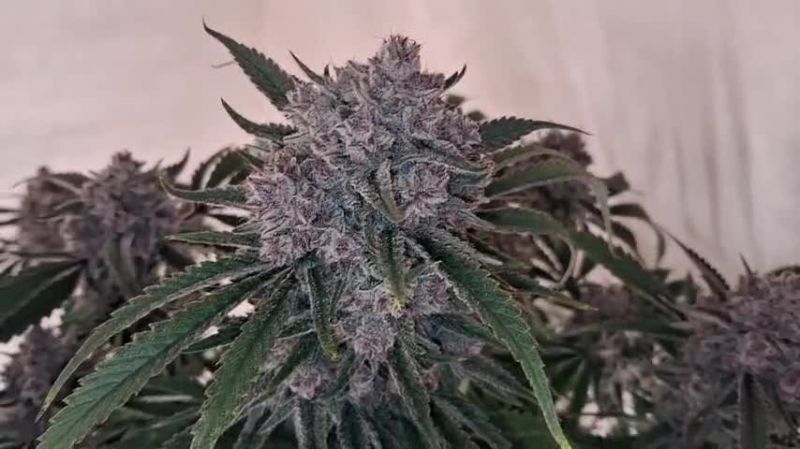 Cherry Cola Auto - Dark Purple Phenotype in Flower by @gitty1625