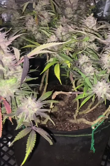 GG4 Sherbet FF - Purple Flowering Branches in Grow Tent