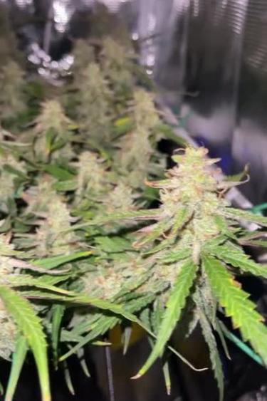 Blue Dream Auto - Tall Flowering Tops in an Indoor Grow