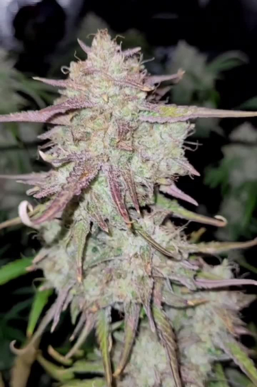 Apricot Auto - Frosty Purple Main Cola Close Up