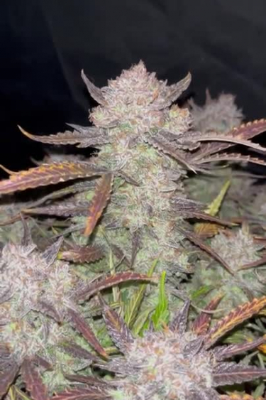 Blue Dream Auto - Frosty Purple Cola Close Up