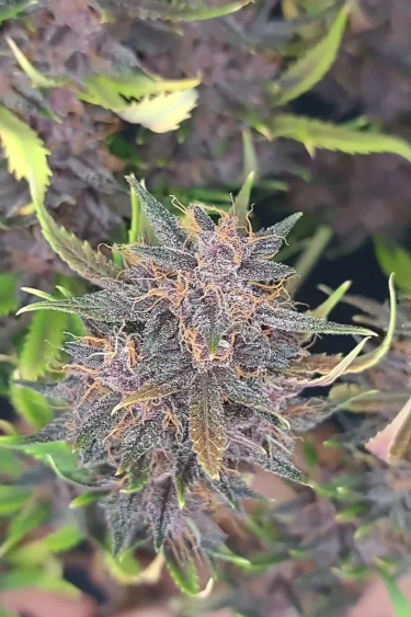 Banana Purple Punch Auto - Purple Buds in Late Flower