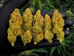 Instagram Mendo Cherry Cookies Auto™