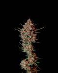 Instagram Guava Sundae Auto™
