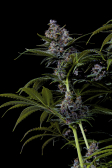 Instagram Purple Lemonade FF