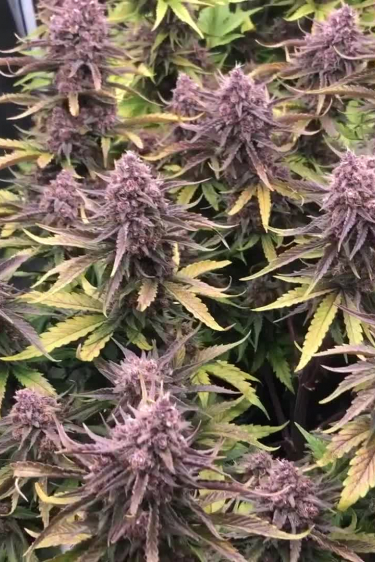 Banana Purple Punch Auto - Several Purple Plants Growing Indoors