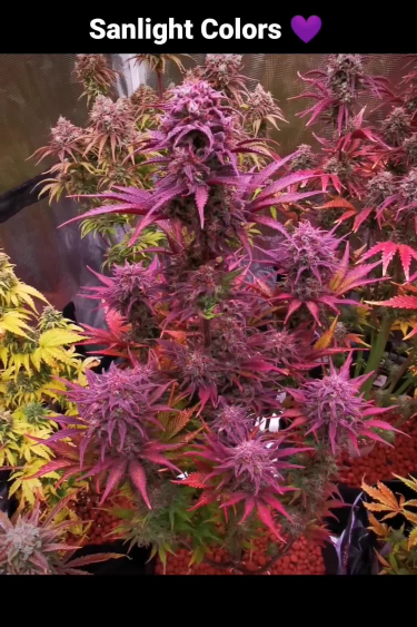 Blueberry Auto - Purple Phenotype and Flowering Colors