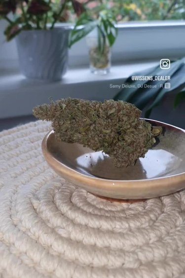 Ztrawberriez Auto - Returned Buds in Bowl