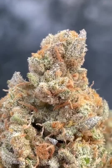 Sour Jealousy Auto - Chunky Bud with Orange Pistils