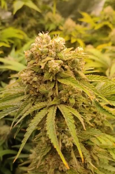 Lemon Mandarin - Mature Golden Bud with Yellow Leaves