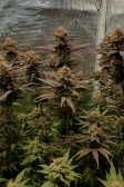 Instagram GG4 Sherbet FF