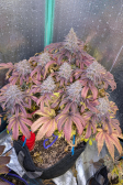 Instagram Papaya Sherbet™