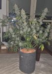 Instagram Purple Lemonade FF