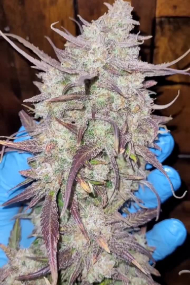 Gorilla Z Auto - Frosty Purple Cola Held in Hand