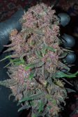 Instagram Lemon Cherry Cookies Auto