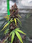 Instagram Purple Lemonade Auto RF3™