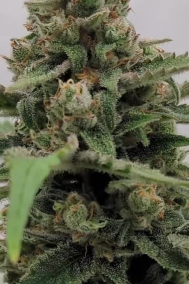 Frostbanger Auto - Dense Flowering Cola with Orange Pistils
