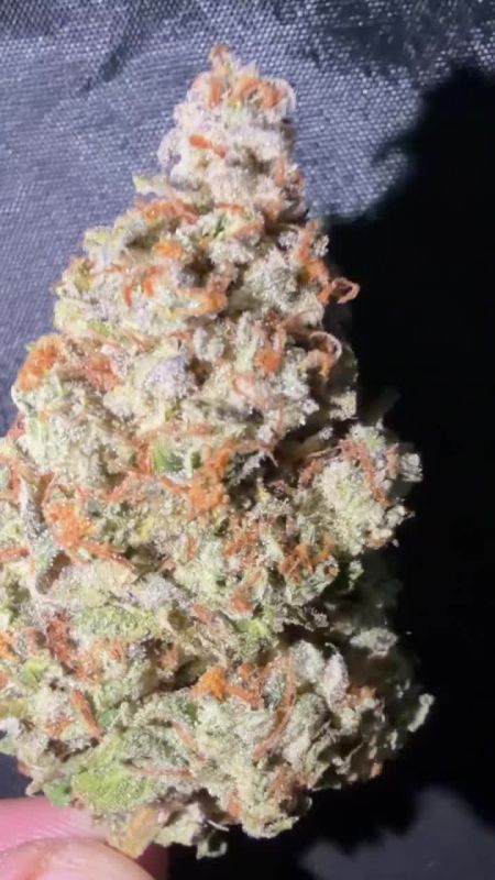 Lemon Cherry Sundae Auto - Sugar-Coated Bud and Orange Pistils @bernie