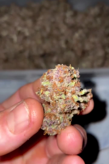 Forbidden Runtz Auto - Dried Nug in Hand: Size, Color and Frost