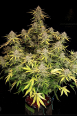 Instagram Gorilla Cookies Auto