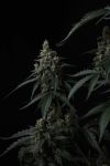 Instagram Banana Cherry Cookies Auto™