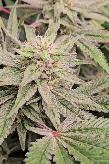 Papaya Sherbet - Frosty Purple Bud with Dark Leaves
