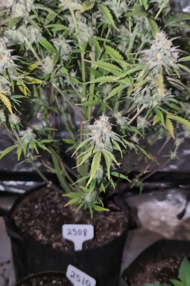 Z-Up Auto - Flowering Plant with Multiple Frosty Colas