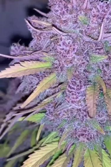 Banana Purple Punch Auto - Purple Frosty Cola Close Up