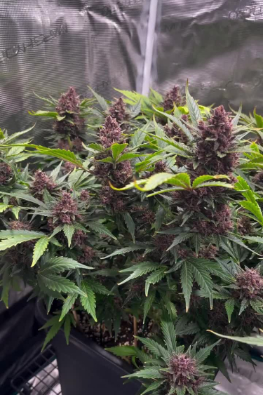 Banana Purple Punch Auto Mixed Green and Purple Phenotypes in the Tent