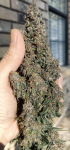 Instagram Banana Purple Punch Auto