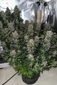 Instagram LSD-25 Auto