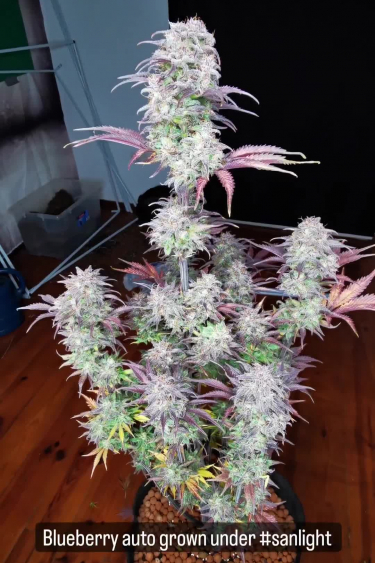 Blueberry Auto - Full Plant Height and Frosty Colas Indoors