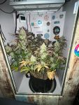 Instagram Guava Auto RF3™