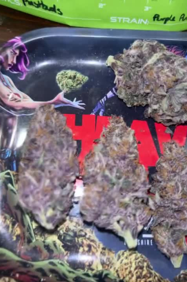 Purple Punch Auto - Returned Purple Buds Close Up