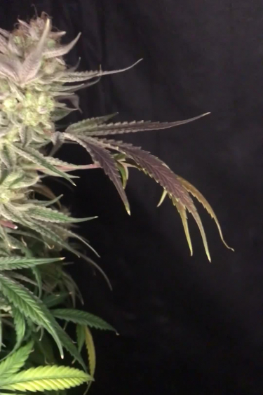 Bruce Banner Auto - Late Flower Side View and Leaf Color Changes