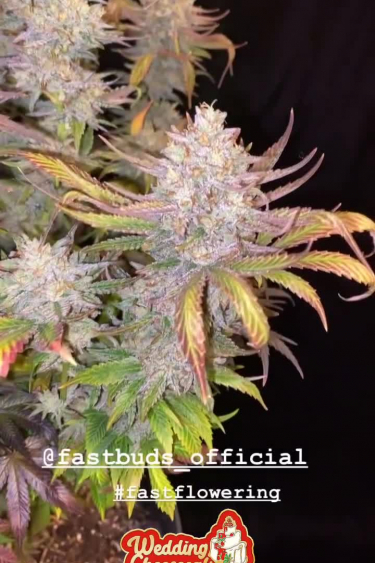 Wedding Cheesecake FF - Frosty Purple Cola During Late Flowering