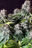 Instagram Orange Sherbet FF