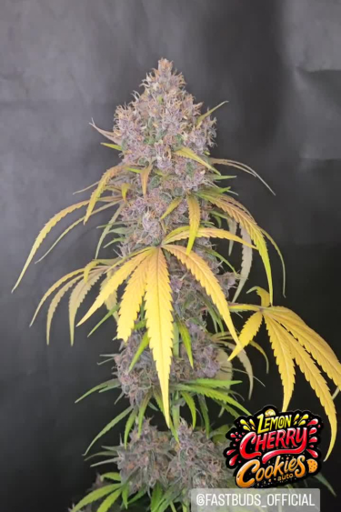 Lemon Cherry Cookies Auto - Full Plant Near Return