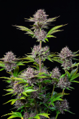 Instagram Purple Punch Auto