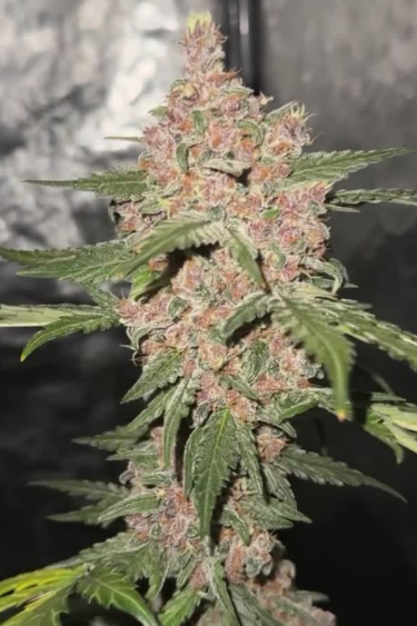 Lemon Cherry Cookies Auto - Award-Winning Genetics and Buds
