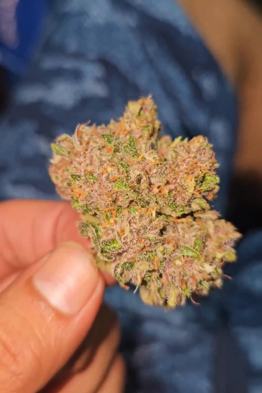 Apricot Auto - Dried Bud in Hand: Orange Hues and Density