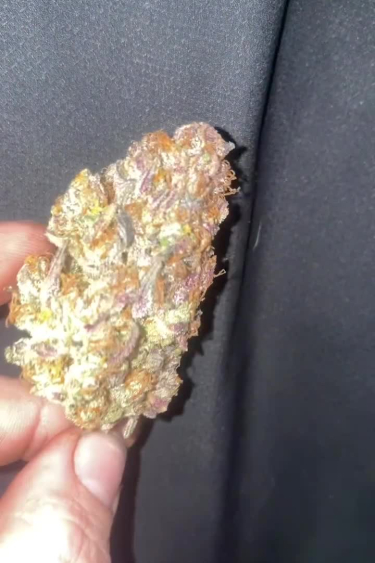 Gorilla Cookies Auto - Hand-Held Bud Showing Size and Structure