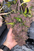 Instagram LSD-25 Auto