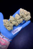 Instagram Sour Jealousy Auto™