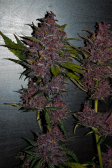 Instagram Blackberry Auto