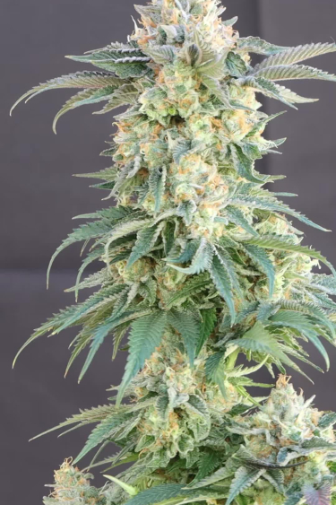 Rainbow Melon - Long Frosty Main Cola Close Up