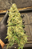 Instagram Gorilla Cookies Auto